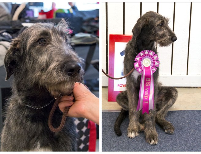 ellieiboden17_hemsida