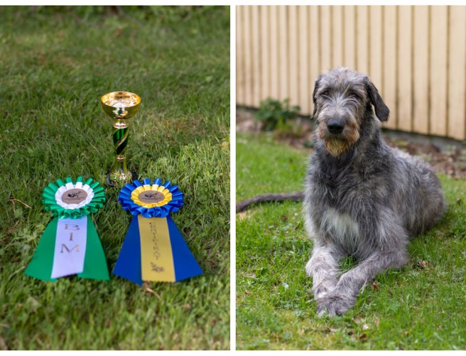 tvabildscollage_hoarystocks